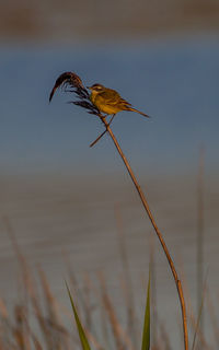 Close-up of a bird flying over a field