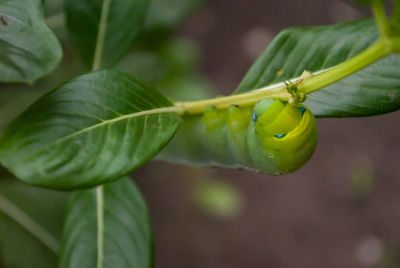 Close-up of carterpillar on plant