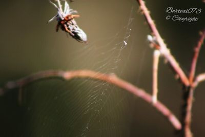 Close-up of insect on leaf