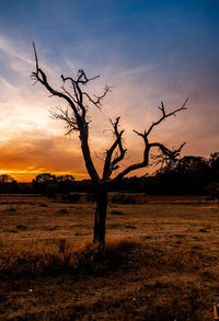 Silhouette bare tree on field against sky during sunset