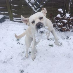 Dog on snow