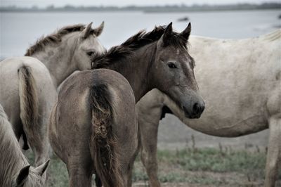 Horses in the field