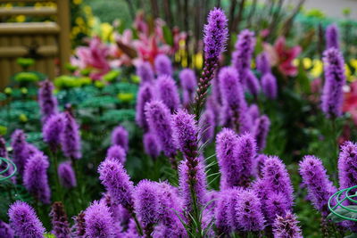 Close-up of purple lavender flowers in garden