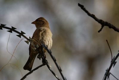 Low angle view of bird perching on branch