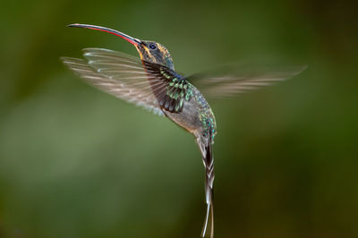 Green hermit - phaethornis guy hummingbird in flight