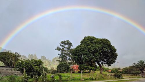 Rainbow over trees against sky