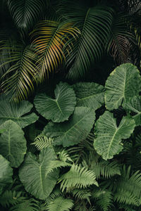 Full frame shot of green leaves