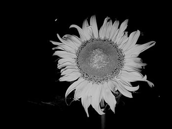 Close-up of flower over black background