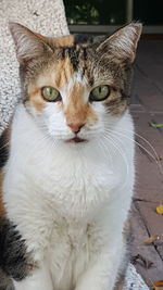 Close-up portrait of a cat