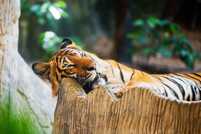 Close-up of a tree trunk in zoo