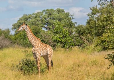 Giraffe standing in a field