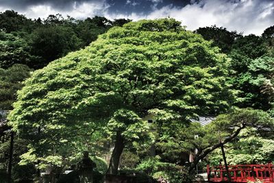 Low angle view of trees against sky