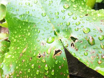 Close-up of water drops on leaf