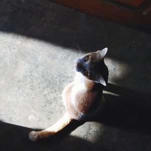 High angle view of cat sitting on floor