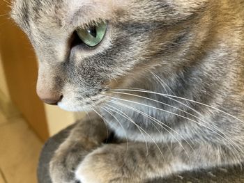 Close-up of a cat looking away