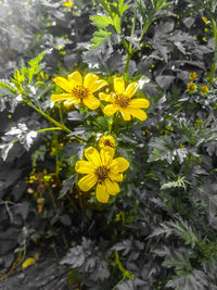 Close-up of yellow flowering plant
