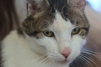Close-up of cat