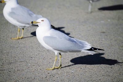 High angle view of seagulls perching