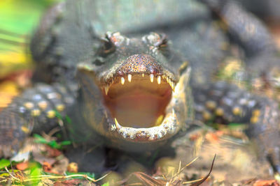 Close-up portrait of a reptile