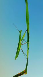 Close-up of insect on leaf against blue sky