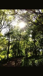 Low angle view of trees in forest