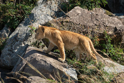 Lion cub climbs over rocks in sunshine