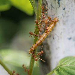 Close-up of ant on plant