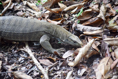 High angle view of lizard on ground