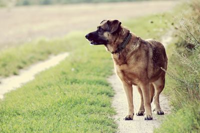 Dog looking away on field