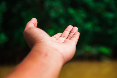 Close-up of hand holding leaf