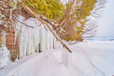 Trees on snow covered field