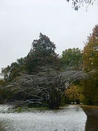 Trees growing by lake in forest against sky