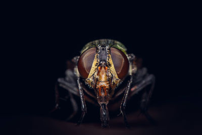 Close-up of insect against black background