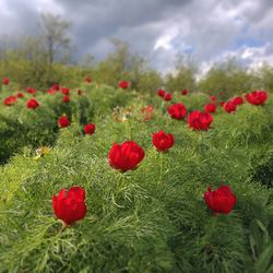 Close-up of red poppy flowers growing on field