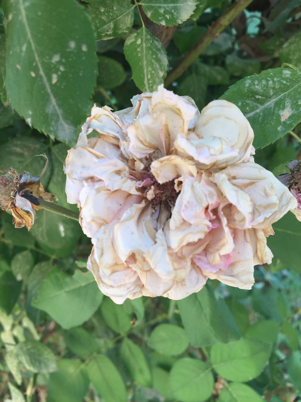 leaf, flower, plant, nature, rose - flower, growth, petal, fragility, beauty in nature, day, close-up, flower head, outdoors, no people, freshness, wild rose, green color, blooming, animal themes