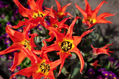 Close-up of red flowering plant