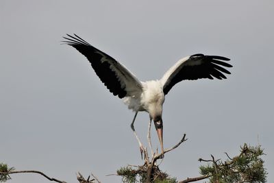 Low angle view of bird flying