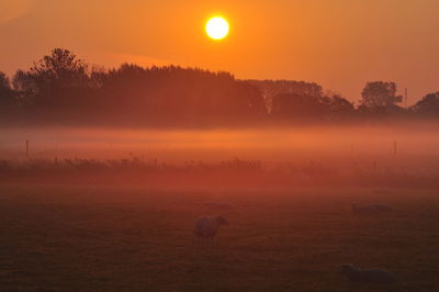 Scenic view of silhouette field against orange sky