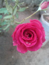 Close-up of pink rose