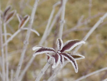 Close-up of flower against blurred background