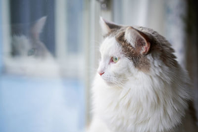 Close-up of a white cat looking out of window