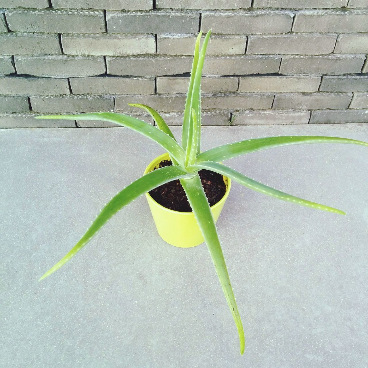 green color, leaf, close-up, green, plant, growth, day, nature, no people, outdoors, fragility, stem, ground, growing, beauty in nature