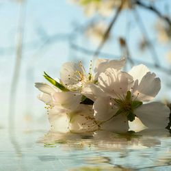 Close-up of flowers against water