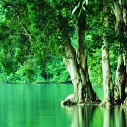 Scenic view of lake in forest