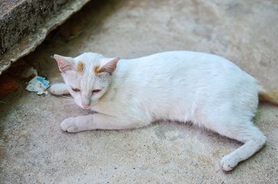 High angle portrait of cat lying on floor
