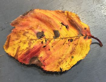 Close-up of autumn leaves