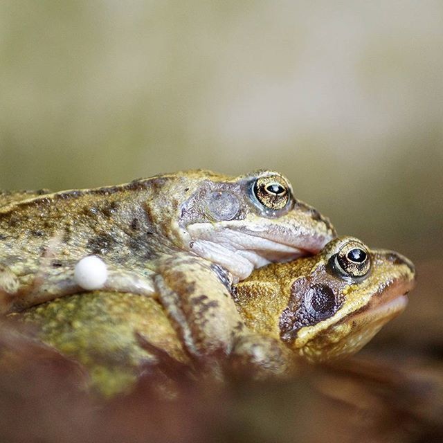 animal themes, animals in the wild, wildlife, one animal, frog, close-up, amphibian, reptile, water, nature, selective focus, fish, zoology, animal head, turtle, day, outdoors, no people, animal, animal body part