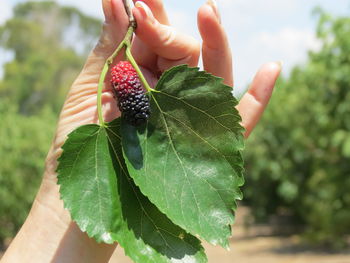 Cropped hand of woman holding berry with leaves