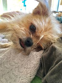 Close-up portrait of dog