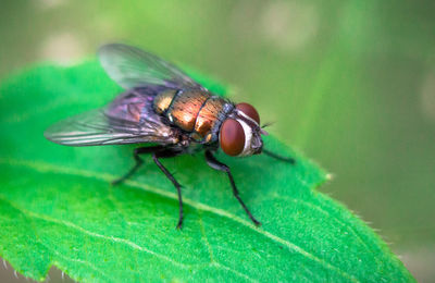 Close-up of fly on leaf